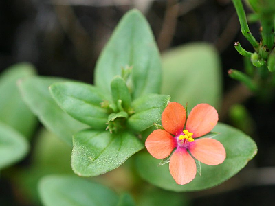 ANAGALLIS ARVENSIS